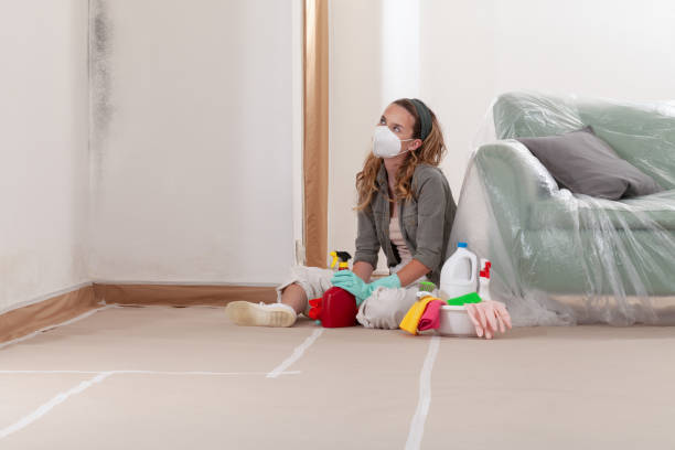 Reliable Mold Remediation contractor in Rockford, IL by Cheap Mold Removal