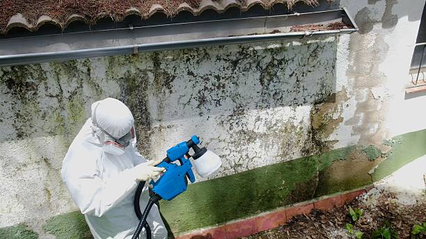 Trusted Mold Remediation service in Rockford, IL - Cheap Mold Removal